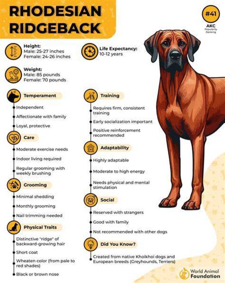 All About the Ridgeback Dog: An Ultimate Guide