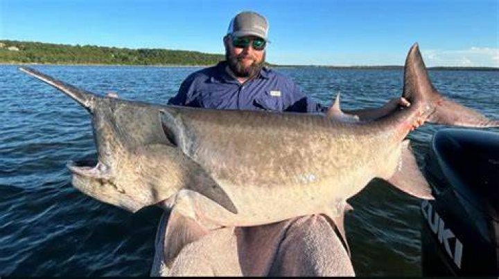Alligator Gar Record: Exploring the Fascinating World of the Largest Freshwater Fish in North America
