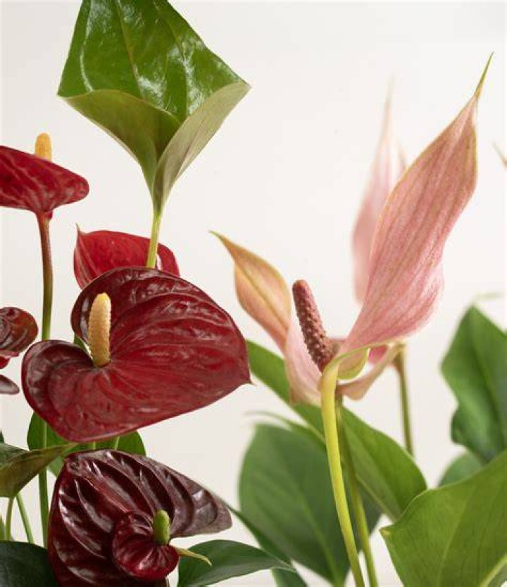 Discover Emma Anthurium: Artist, Design & Plant Guide | Google Discover