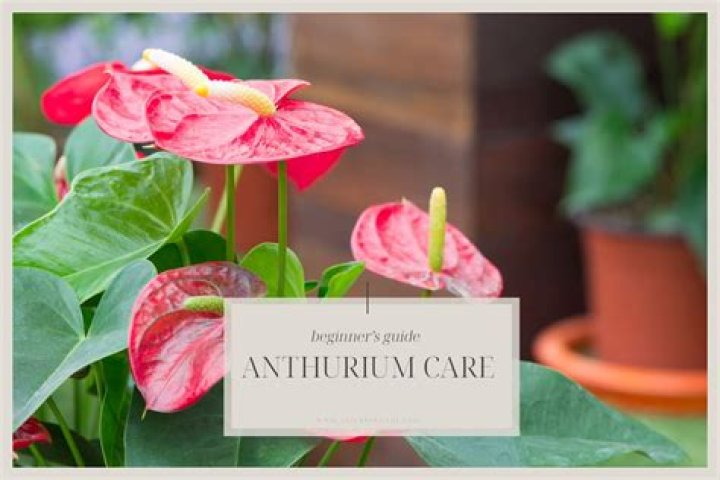 Emma Anthurium: Care Tips & FAQs - Google Discover Insights