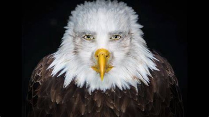 Gunther Eagleman: A Comprehensive Look at the Visionary Entrepreneur and His Impact