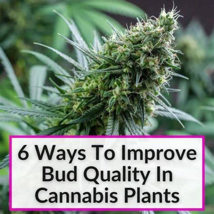 High-Quality Cannabis Dispensary Laughlin, NV: Your Ultimate Guide