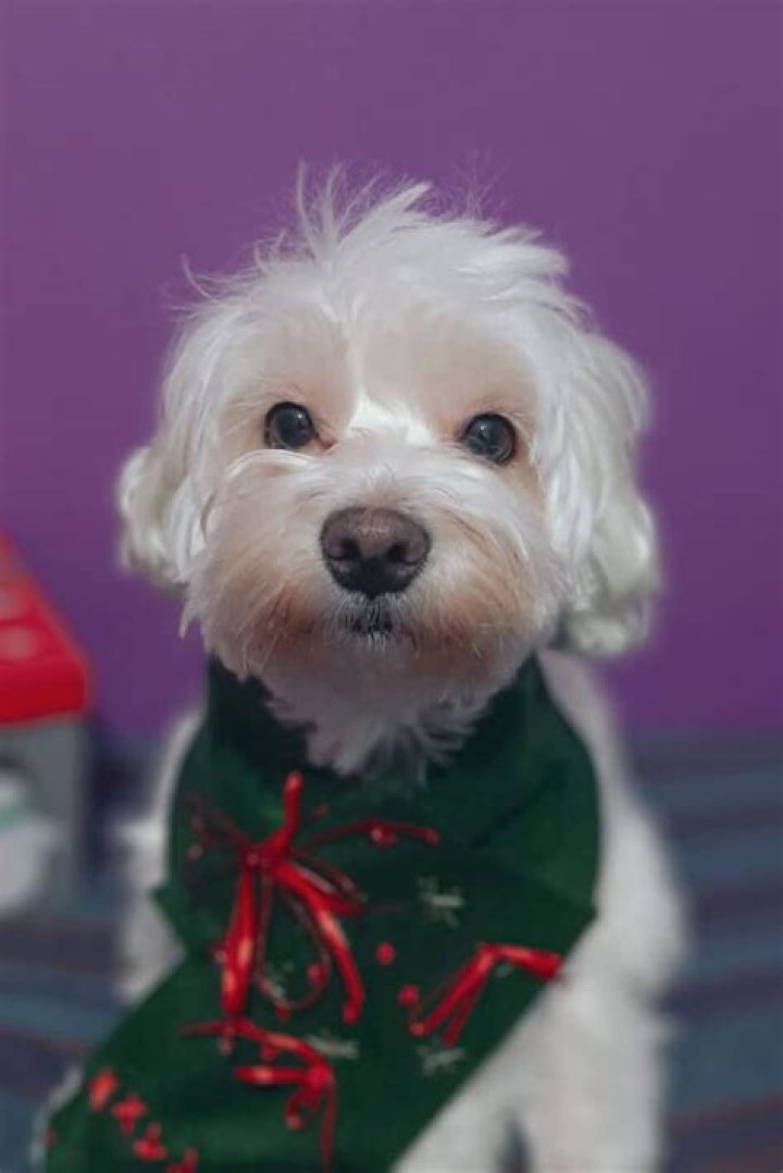 Maltese Dogs: Everything You Need to Know
