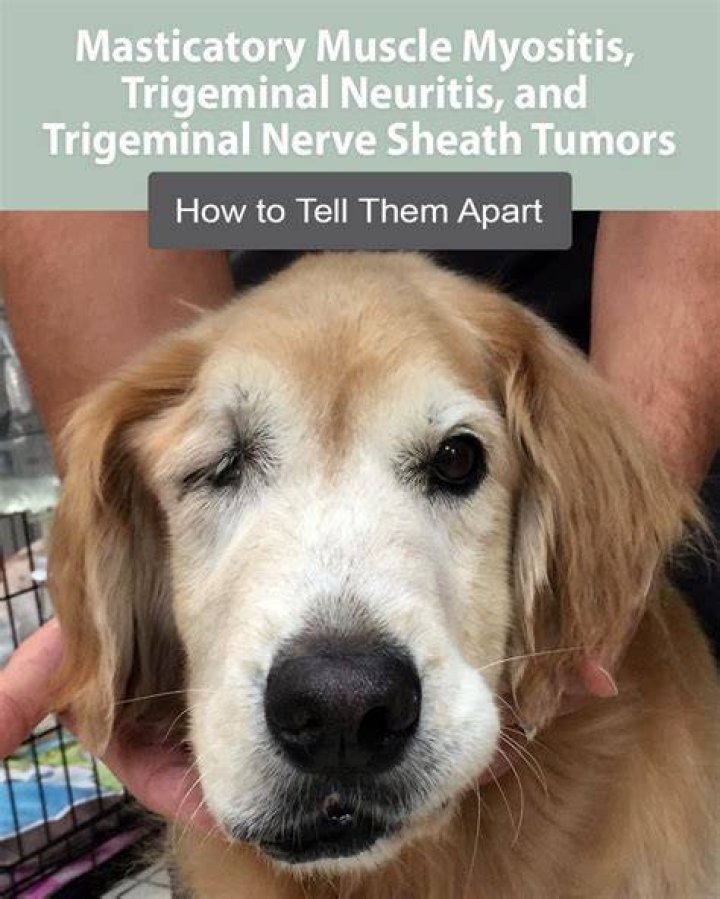 Masticatory Muscle Myositis (MMM) in Dogs: What You Need to Know