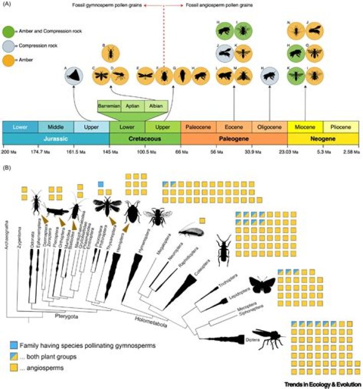 The Fascinating History of Insects: Evolution, Diversity, and Impact on Earth
