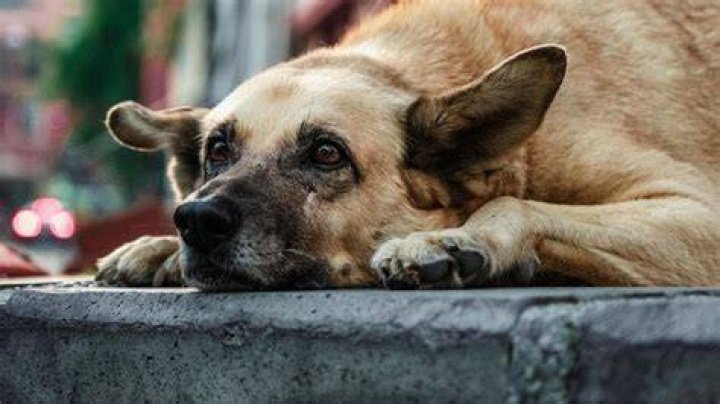 The Imskirby Dog Incident: What Really Happened & Why It Matters